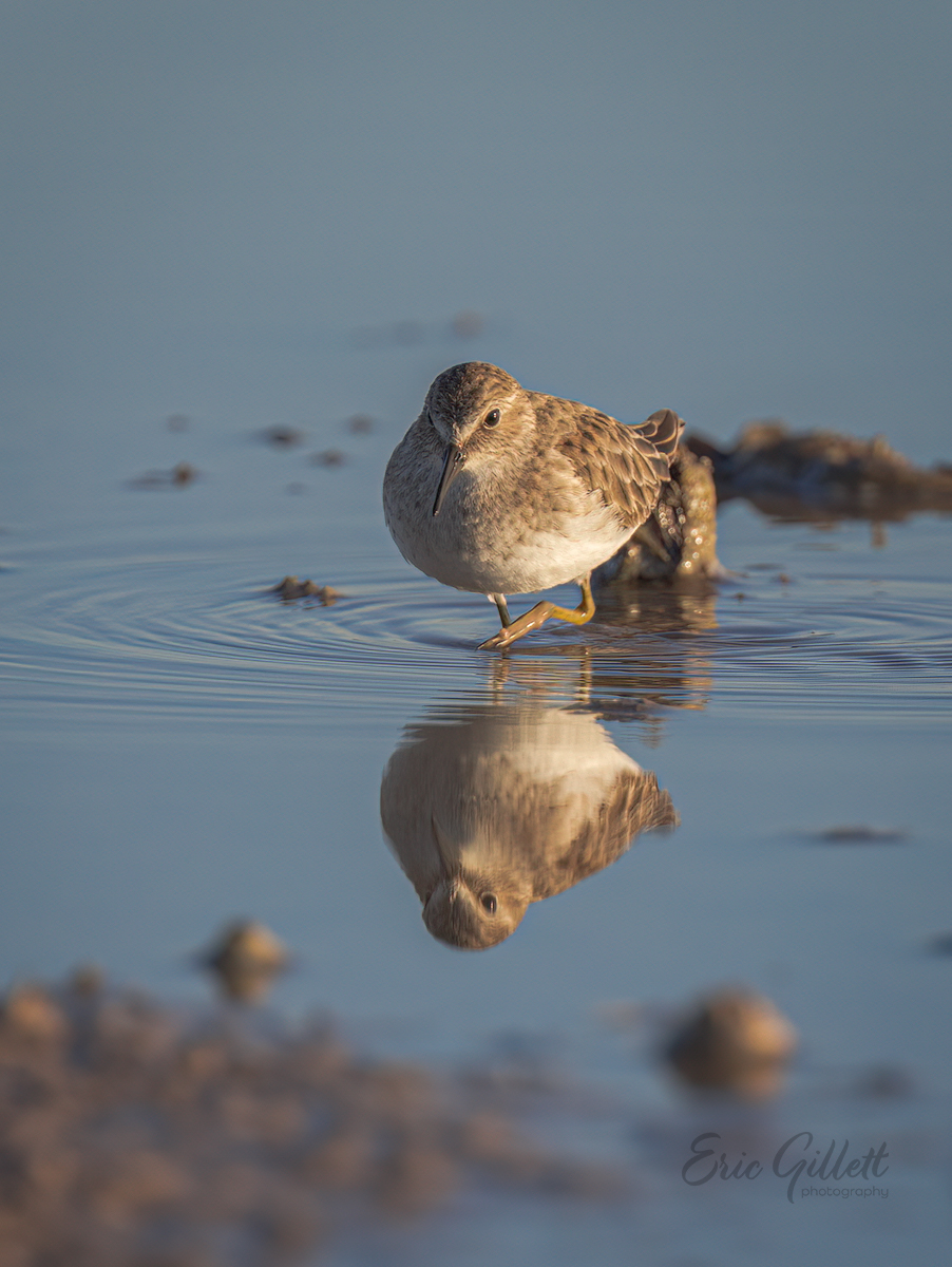 avianpics's tweet photo. Least Sandpiper looking for a last meal in the late afternoon ☀️.

#birdwatching 
#birdphotography https://t.co/AqALbSJOob