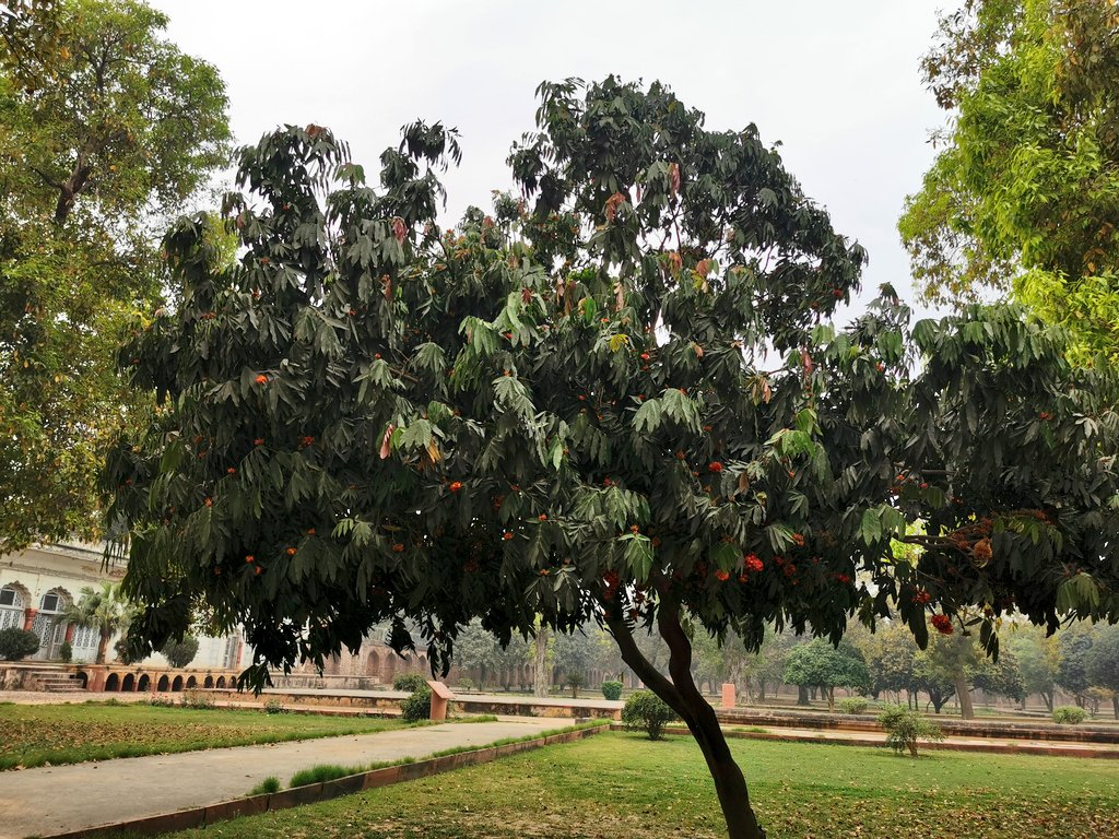 DelhiTrees on Twitter "Sita Ashoka (Saraca asoca) of the Ashoka Vatika