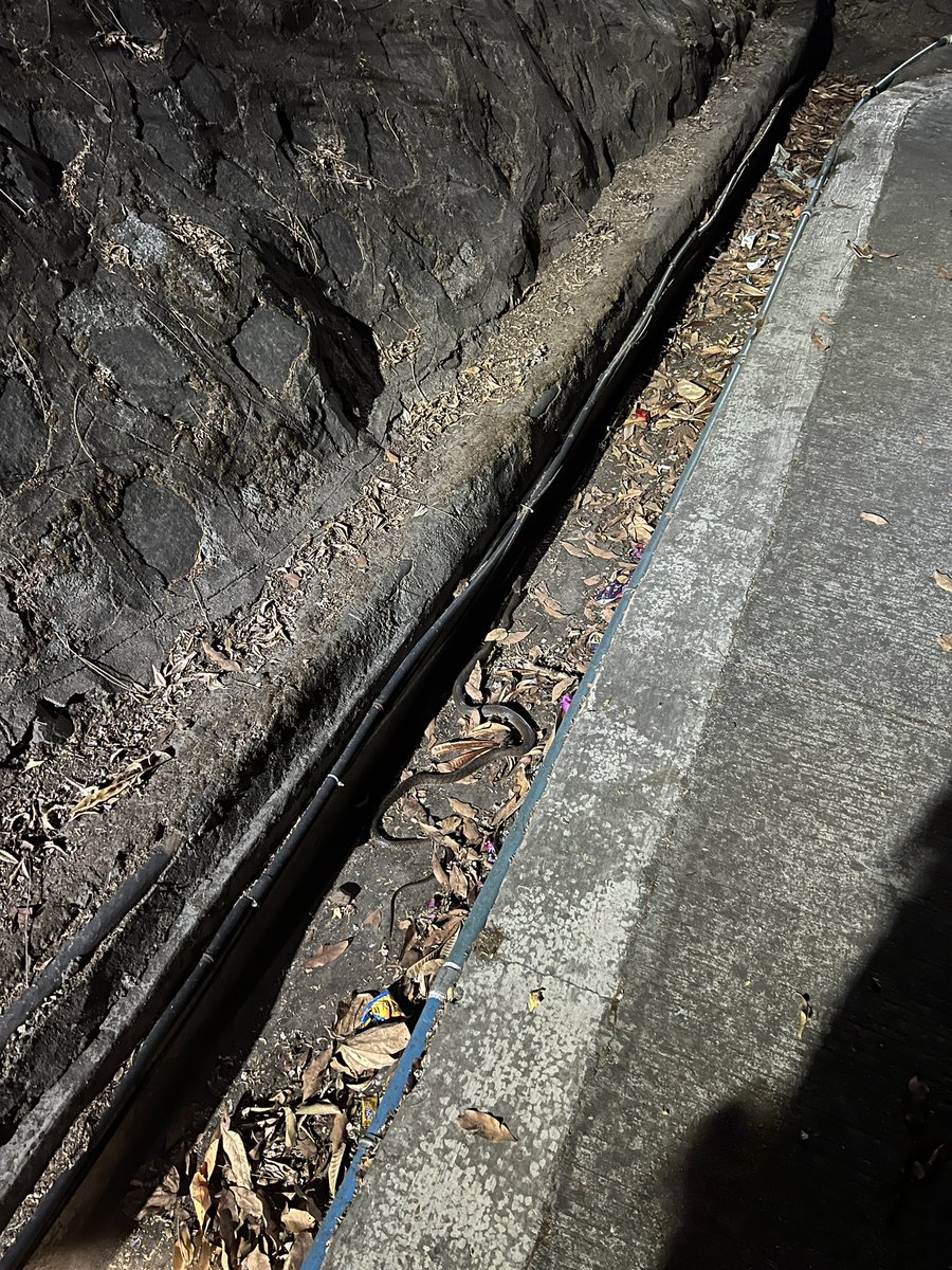 Mark_Rodricks's tweet photo. Can anyone help me identify what snake this is I came across while on a walk with my dog in Pune last night? Sorry I couldnโt get a better picture. Looks like a rat snake but Iโm not sure. #SnakeTwitter #AnimalsOfTwitter #Pune https://t.co/2gMFLgXMrC