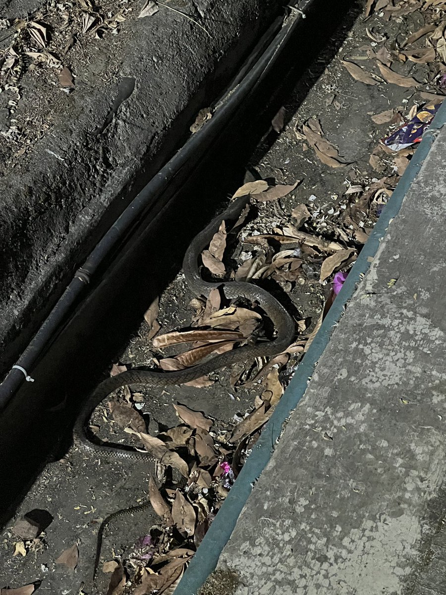 Mark_Rodricks's tweet photo. Can anyone help me identify what snake this is I came across while on a walk with my dog in Pune last night? Sorry I couldnโt get a better picture. Looks like a rat snake but Iโm not sure. #SnakeTwitter #AnimalsOfTwitter #Pune https://t.co/2gMFLgXMrC