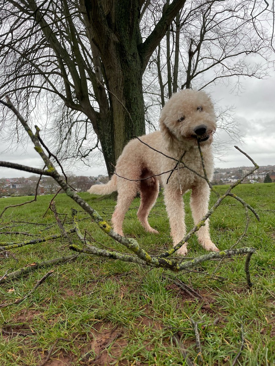 webjenny's tweet photo. Stopped to help clear some sticks brought down by the windy weather at the park this morning #labradoodlelife https://t.co/xX3dX2Umvl