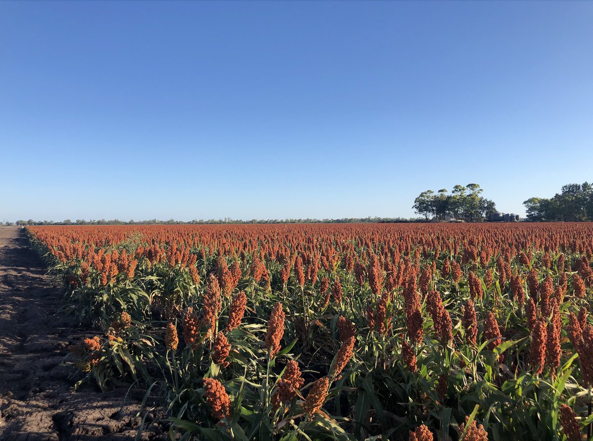 cussonsmedia's tweet photo. As the sun got close to setting on Queensland’s Darling Downs a few weeks ago, this crop of sorghum near Brookstead looked spectacular. With rows upon rows of deep orange and green against the blue backdrop of the sky, it truly did capture the attention of passersby 🌞🚗😍 https://t.co/cvOr7ZDvVk