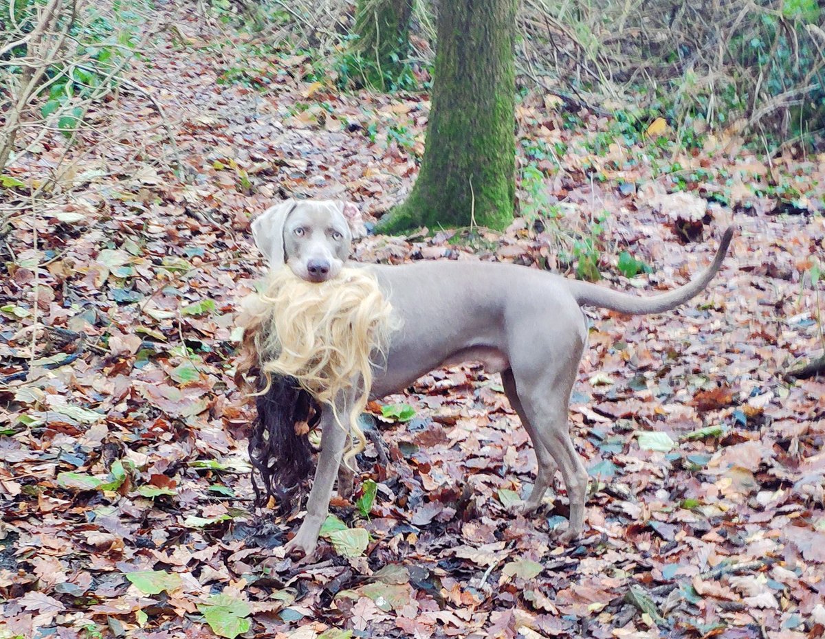 Here's a happy reminder of the day my dog found Michael Fabricant's wig in the park.