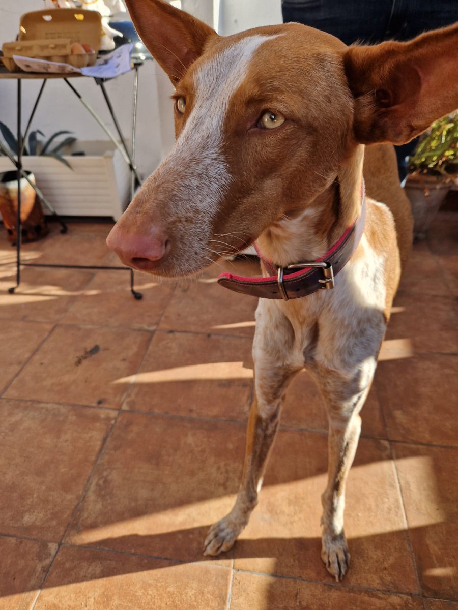 wachalupe's tweet photo. PERRA PERDIDA ZONA CAMPANAR, VALENCIA
por favor, si alguien la encuentra que llame al 722 31 56 00 o que me escriba al tweet o mensaje.
El dueño está desesperado por encontrarla!! Nos rompe el corazón no saber dónde está!!!! 
Necesitamos difusión maxima!!!!! https://t.co/zQoTZtyPg0