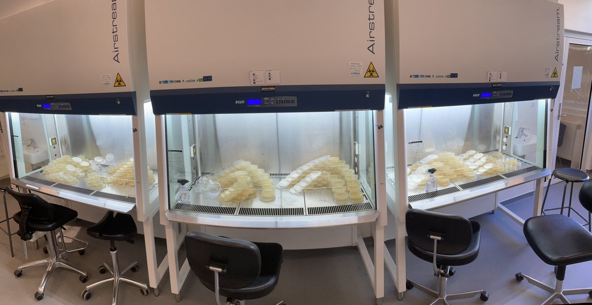 EvolvedBiofilm's tweet image. The prokaryotic molecular biology and ecology practical course continues… disrupting the matrix and plating for CFUs to evaluate SynCom composition and the success of new isolates
#MScprograms #DTU #courses #biocontrol #MicrobialEcology 
-at @DTUbioengineer