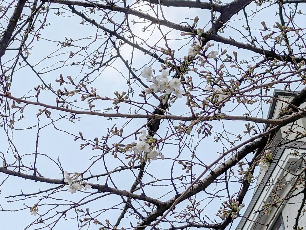 gxp_inc's tweet photo. 東京では桜の開花宣言されましたね。会社の近くの桜も少し咲き始めてます。
来週は満開かな・・・？
#GxP #GxPの日常 #桜 https://t.co/dg4pLCT8ny