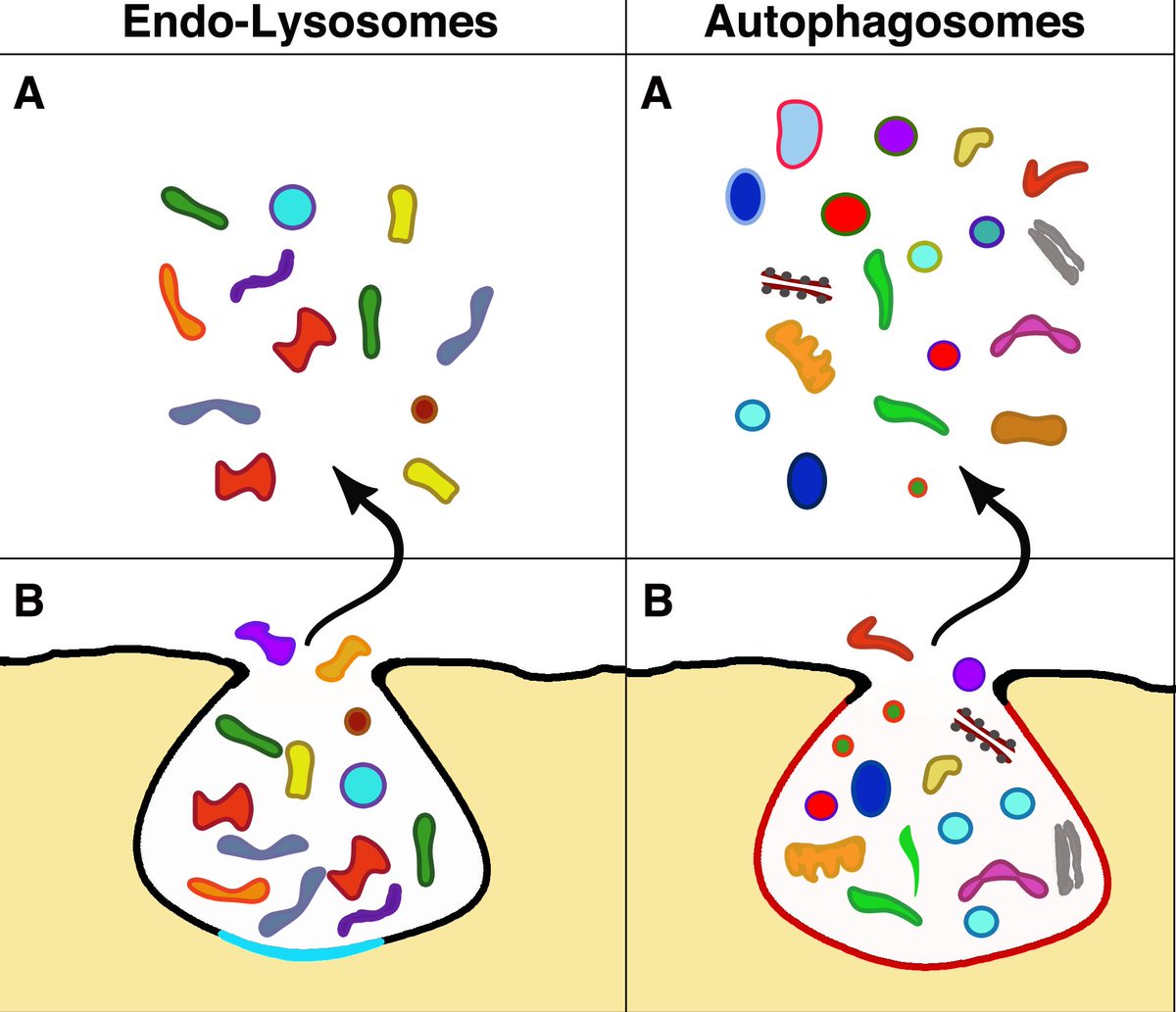 Extracellular Vesicles & Circulating Nucleic Acids (@vesiclesacids) on Twitter photo New review "Four distinct cytoplasmic structures generate and release specific vesicles, thus opening the way to i#ntercellular communication" from Prof. Jacopo Meldolesi, Academy of Europe ae-info.org, and <a href="/gabriellaracch1/">gabriella racchetti</a> <a href="/MyUniSR/">Università Vita-Salute San Raffaele</a> <a href="/BtBsUNIMIB/">Dipartimento di Biotecnologie e Bioscienze-UNIMIB</a> evcna.com/article/view/5… New review "Four distinct cytoplasmic structures generate and release specific vesicles, thus opening the way to i#ntercellular communication" from Prof. Jacopo Meldolesi, Academy of Europe ae-info.org, and <a href="/gabriellaracch1/">gabriella racchetti</a> <a href="/MyUniSR/">Università Vita-Salute San Raffaele</a> <a href="/BtBsUNIMIB/">Dipartimento di Biotecnologie e Bioscienze-UNIMIB</a> evcna.com/article/view/5…