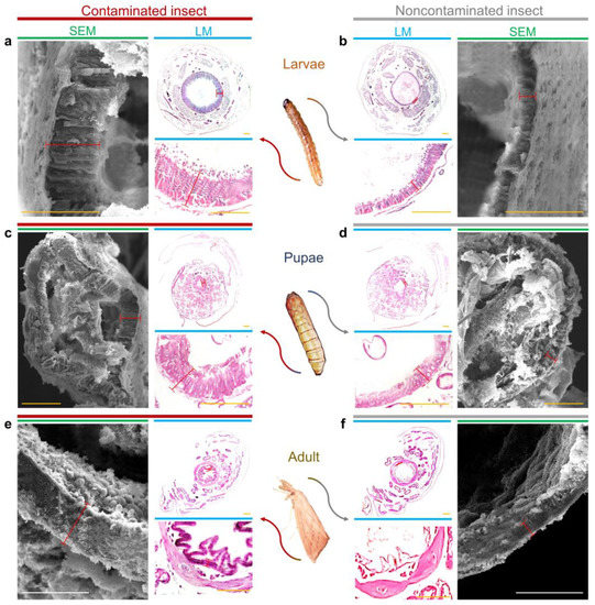 Pathogens_MDPI's tweet image. The #Phytopathogen #Fusarium verticillioides Modifies the Intestinal Morphology of the Sugarcane Borer 

✏️by Diego Z. Gallan et al.
👉Full-Text mdpi.com/2076-0817/12/3…
#insectfungusinteractions