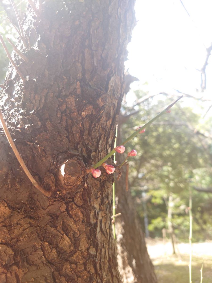Shonan_iPark's tweet photo. 🌼湘南アイパークの四季🌿
湘南アイパーク公認クラブ、写真部 –iPhotoS– のみなさんから、春の写真をたくさんいただきました😊
さすがプロ、春の息吹を感じます🌱
小さな命あふれる季節、人も勇気づけられますね。
写真部の皆さん、ありがとうございました!
#写真部 #iPhotoS
#湘南アイパーク https://t.co/aUIWj5ZZjM