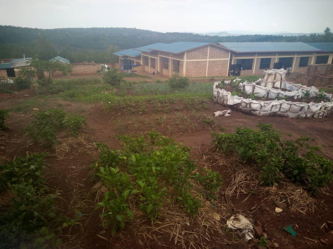PermacultureRw's tweet photo. Now #ESSave in @GisagaraDistr with help of RWP. They are able to get different vegetables and some fruits.
@misterjones2u https://t.co/2MWXw75ylB