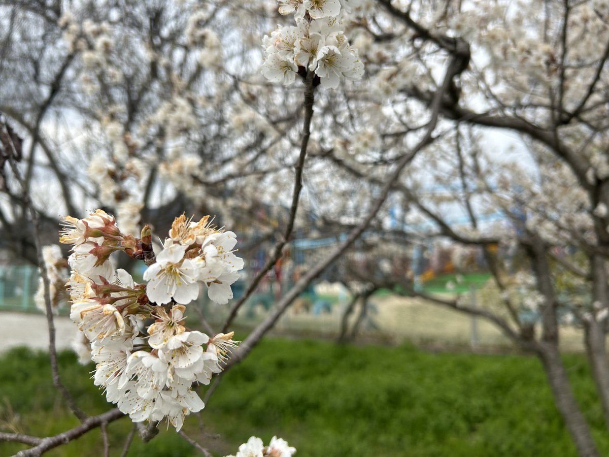 Rhouse_simomi's tweet photo. 本日お隣の幼稚園は卒園式🌸
ご卒業おめでとうございます✨ https://t.co/aY4wd2nqXl