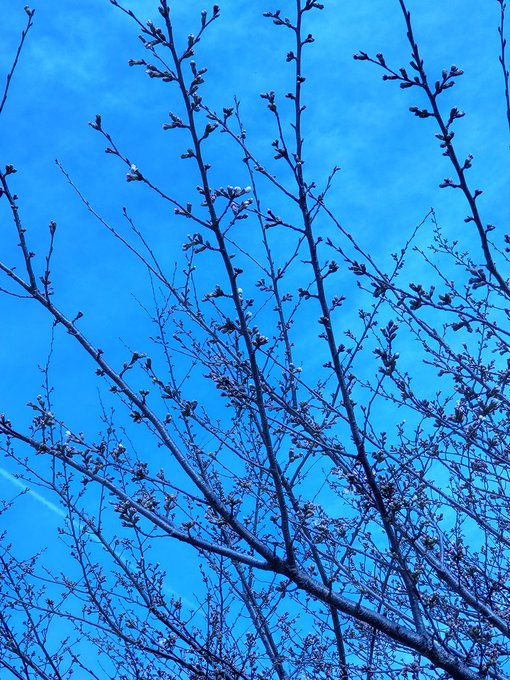 家の近所でもだんだん桜咲いて来てますね。 