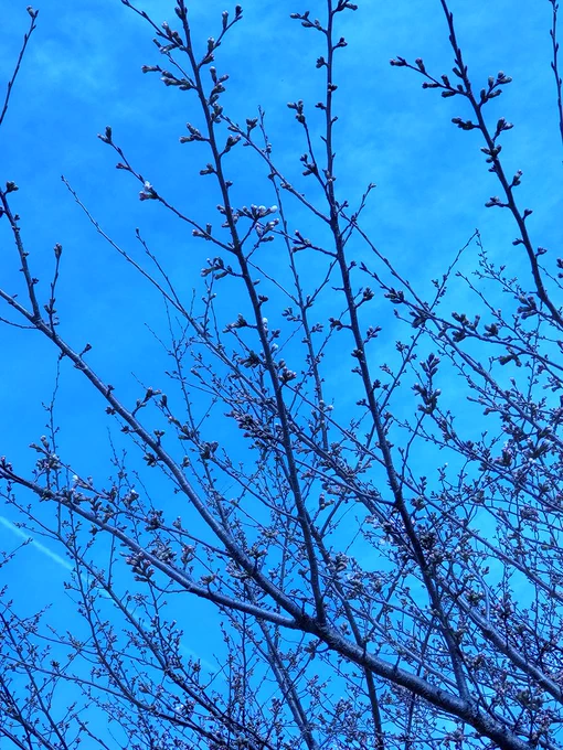家の近所でもだんだん桜咲いて来てますね。 