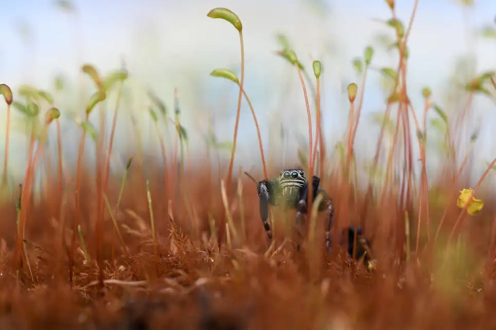 NewVoiceUkraine's tweet photo. 🫶 British Wildlife Photography Awards have selected their winning photos for the 2023 competition. The following 21 images were selected from over 13,000 submitted, with photographers vying for a £5,000 ($6,000) grand prize.

More news here 👉 https://t.co/S95ZiWIv7E https://t.co/tGqxkA6FnI