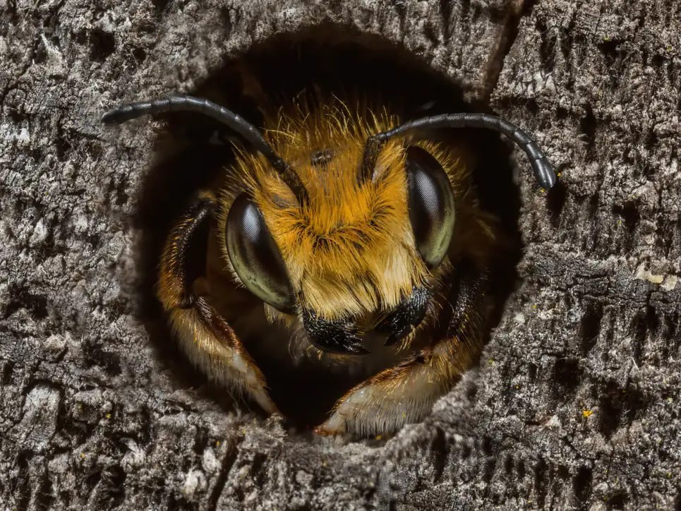 NewVoiceUkraine's tweet photo. 🫶 British Wildlife Photography Awards have selected their winning photos for the 2023 competition. The following 21 images were selected from over 13,000 submitted, with photographers vying for a £5,000 ($6,000) grand prize.

More news here 👉 https://t.co/S95ZiWIv7E https://t.co/tGqxkA6FnI