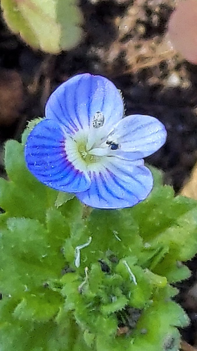 yzbekO's tweet photo. 🏵️ オオイヌノフグリ 🏵️
土筆の回りに ♪
青い花がいっぱい ♪♪
好きな花 ♪♪♪
・
通りがかった人に ♪
何て花と聞かれ ♪♪
教えました ♪♪♪
・
#花 #Flower
#オオイヌノフグリ
#大犬の陰嚢
#VeronicaPersica
#CommonfieldSpeedwell
#オオバコ科クワガタソウ属
#越年草
#Flowerphoto
#macrophoto https://t.co/6DlPv0CsPm