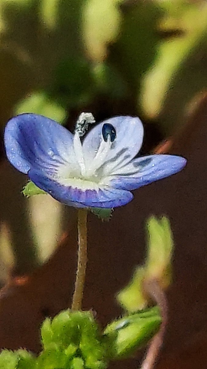 yzbekO's tweet photo. 🏵️ オオイヌノフグリ 🏵️
土筆の回りに ♪
青い花がいっぱい ♪♪
好きな花 ♪♪♪
・
通りがかった人に ♪
何て花と聞かれ ♪♪
教えました ♪♪♪
・
#花 #Flower
#オオイヌノフグリ
#大犬の陰嚢
#VeronicaPersica
#CommonfieldSpeedwell
#オオバコ科クワガタソウ属
#越年草
#Flowerphoto
#macrophoto https://t.co/6DlPv0CsPm