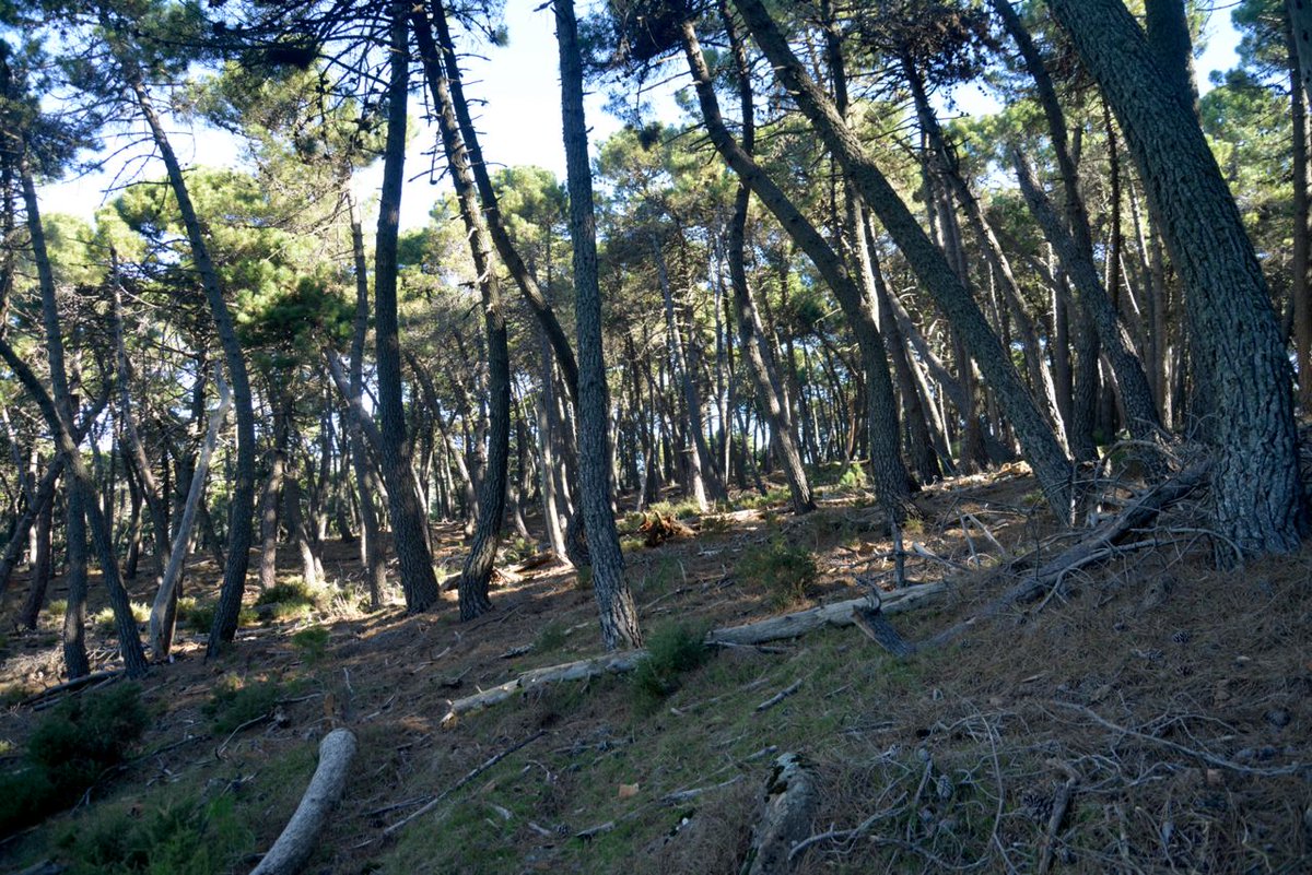 AfaProfor's tweet photo. La falta de tratamientos intermedios lleva al colapso,decaimiento y decrepitud en los árboles. La espesura trabada genera déficit lumínico y debilitamiento. La excesiva biomasa muerta o la espesura trabada aumentan el riesgo de propagación de incendios
#selvicultura #persistencia https://t.co/CCDsDrixPA