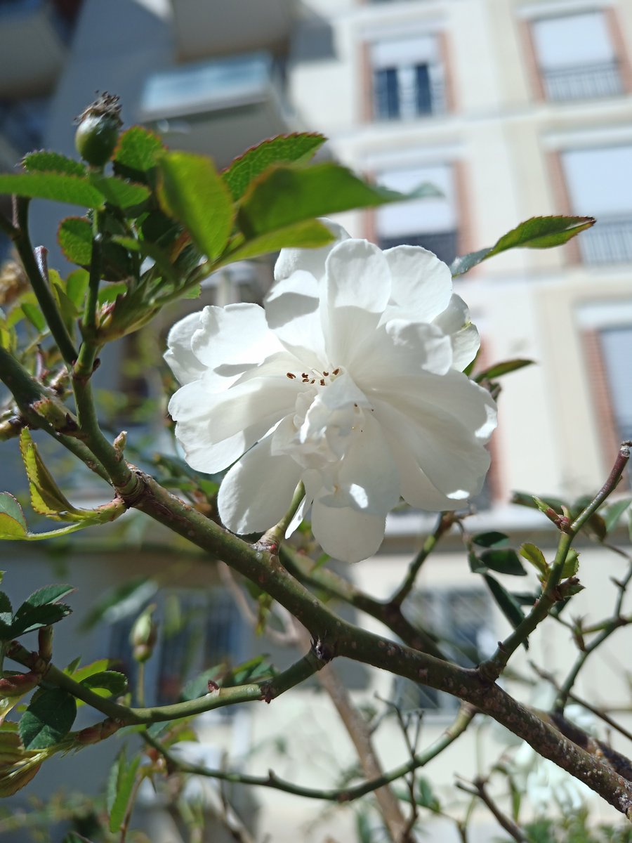 FabGiagnoni's tweet photo. #Buongiorno dalla #RosaDiBanks! 🌸
#Buongiorno feat. #Fiori
#Fiore #Natura #IoSonoAmbiente #NatureBeauty #GoGreen #SaveThePlanet #PlasticFree #IoSonoTerra #Nature #Flower #NaturePhotography #Flowers #PhotographyIsLife #FlowerShow #NatureLovers #FlowerCount https://t.co/LqiwkTxc9H