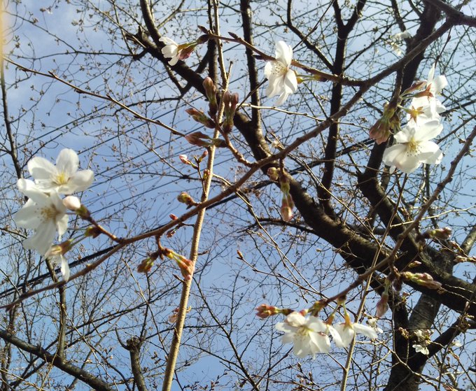 ぼちぼち開花ですようだ✿ 