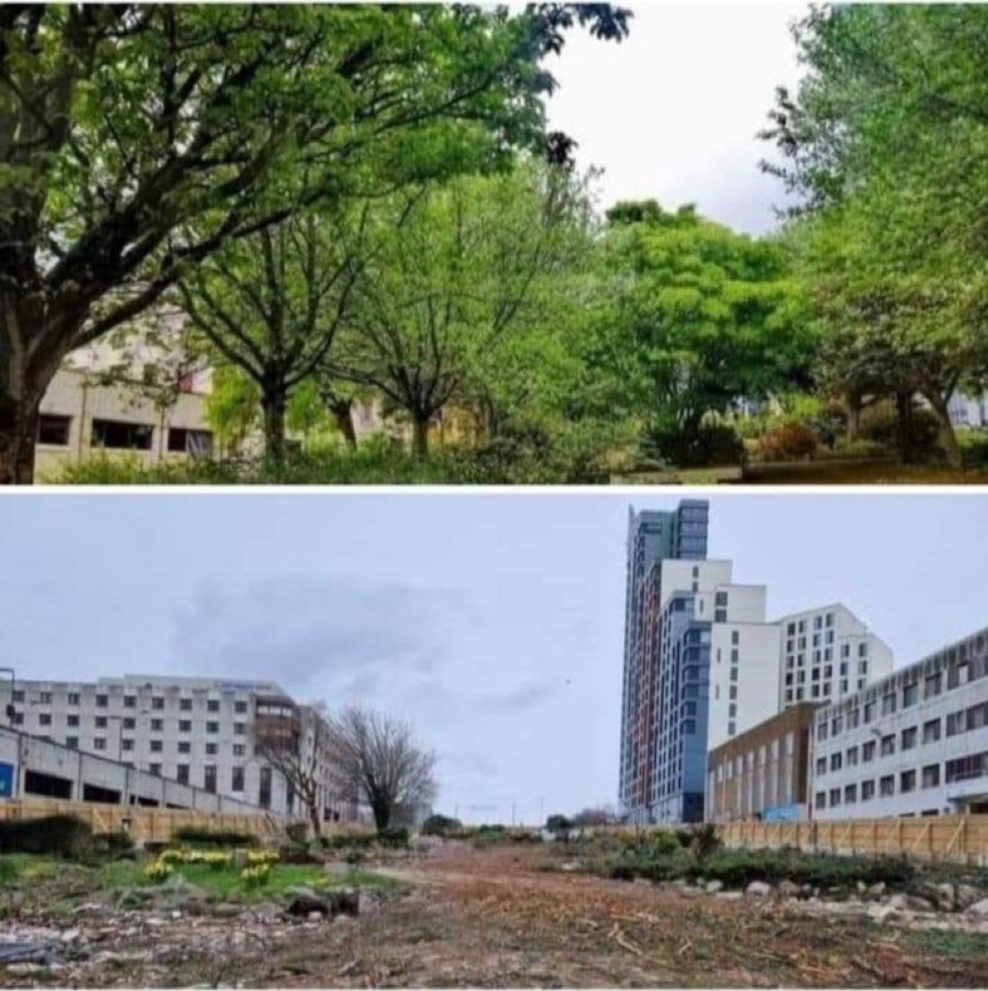 Ecological vandalism on a huge scale by Plymouth City Council <a href="/plymouthcc/">Plymouth City Council</a> <a href="/LukePollard/">Luke Pollard MP</a>