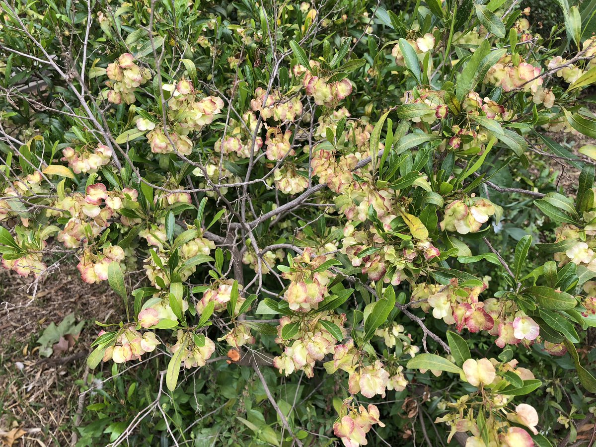 cecilia_fava's tweet photo. Dammi odoroso all’alba un giardino di fiori bellissimi dove io possa camminare indisturbato 
Walt Whitman 

#Fioriture a #CasaLettori 
#16Marzo https://t.co/j6cSYfdkLE