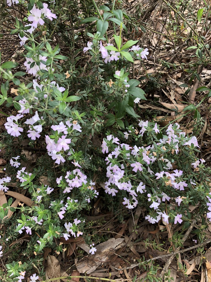 cecilia_fava's tweet photo. Dammi odoroso all’alba un giardino di fiori bellissimi dove io possa camminare indisturbato 
Walt Whitman 

#Fioriture a #CasaLettori 
#16Marzo https://t.co/j6cSYfdkLE