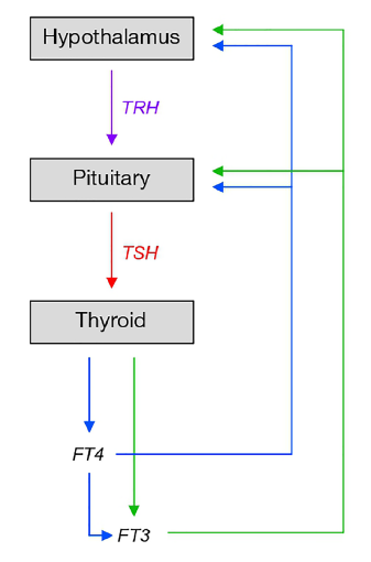 Johannes W. Dietrich tweet media