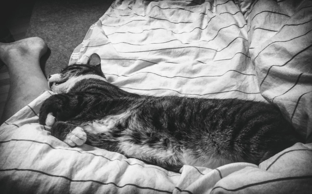 Guten Morgen!
Herrchen braucht keinen Schlaf!

 #CatsOfTwitter #Cats