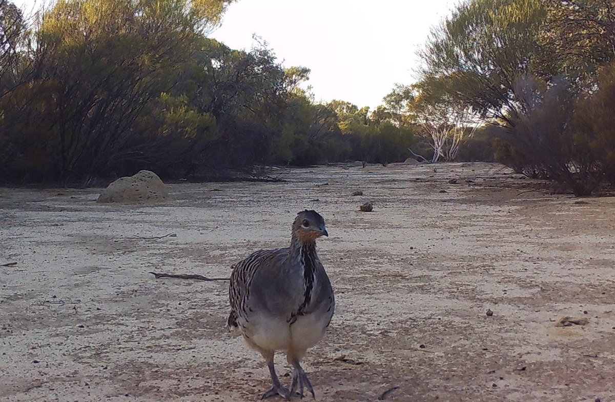 Wheatbelt NRM tweet media