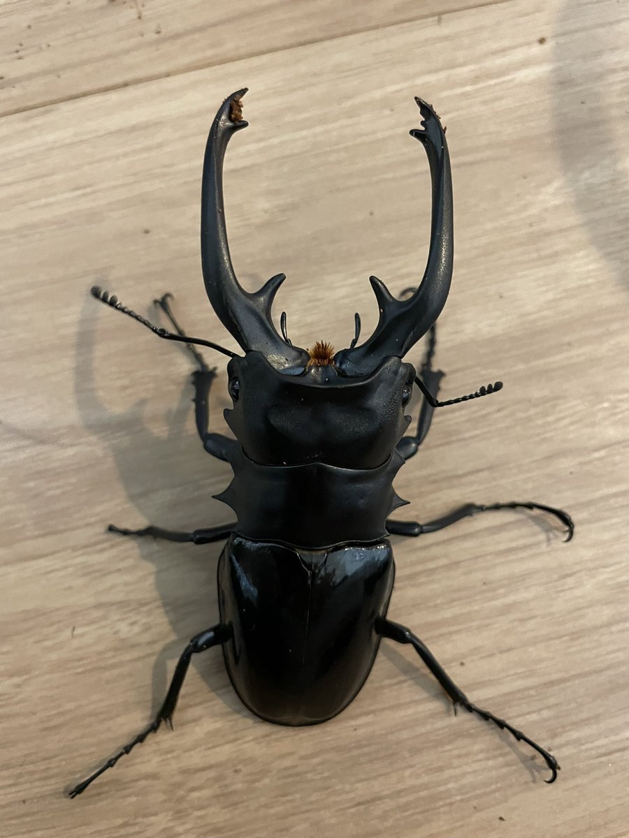 ユダイクスミヤマ ♂90mm 単品