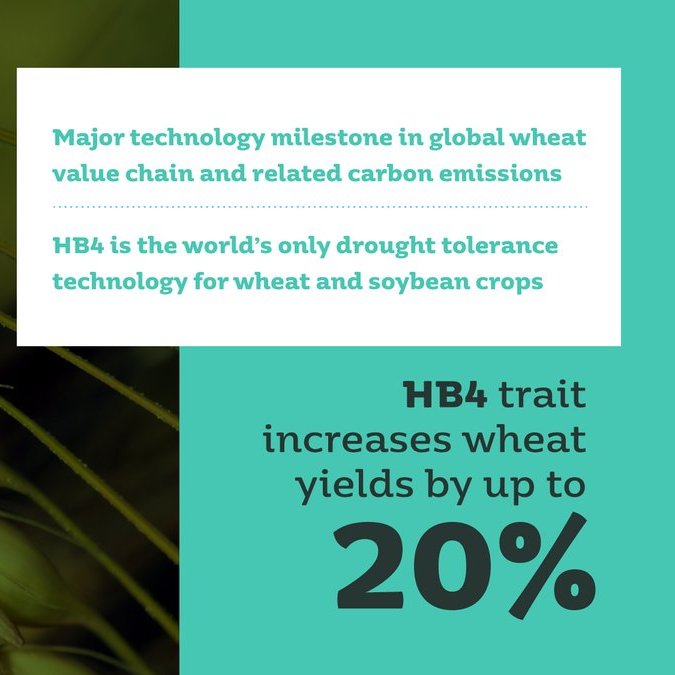 🌾 Amazing news coming around the 🌐.
To date, #HB4 drought tolerant #wheat has been approved by 🇮🇩, 🇦🇷, 🇦🇺, 🇧🇷, 🇨🇴, 🇳🇿, 🇳🇬, and 🇺🇸 for food or feed.
The 🌐 is embracing the power of new tools and techniques of plant breeding and #biotechonoly.
<a href="/AlfadleyA/">عبدالرحمن الفضلي</a> <a href="/Naser_Almarri/">د.ناصر المري</a> #NPBT #GM