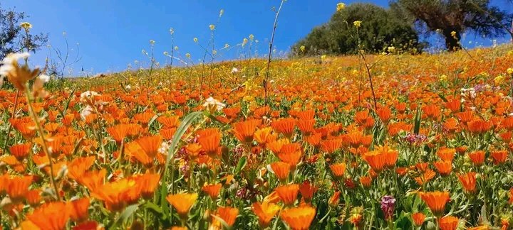 أجواء الربيع من ريف "تلعصة" بولاية الشلف 
#الجزائر