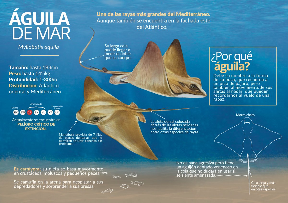 Nueva infografía con curiosidades sobre el Águila de mar (myliobatis aquila) 🌊 La primera vez que las vi aluciné con su mirada, tienen unos ojos muy muy expresivos! 😍