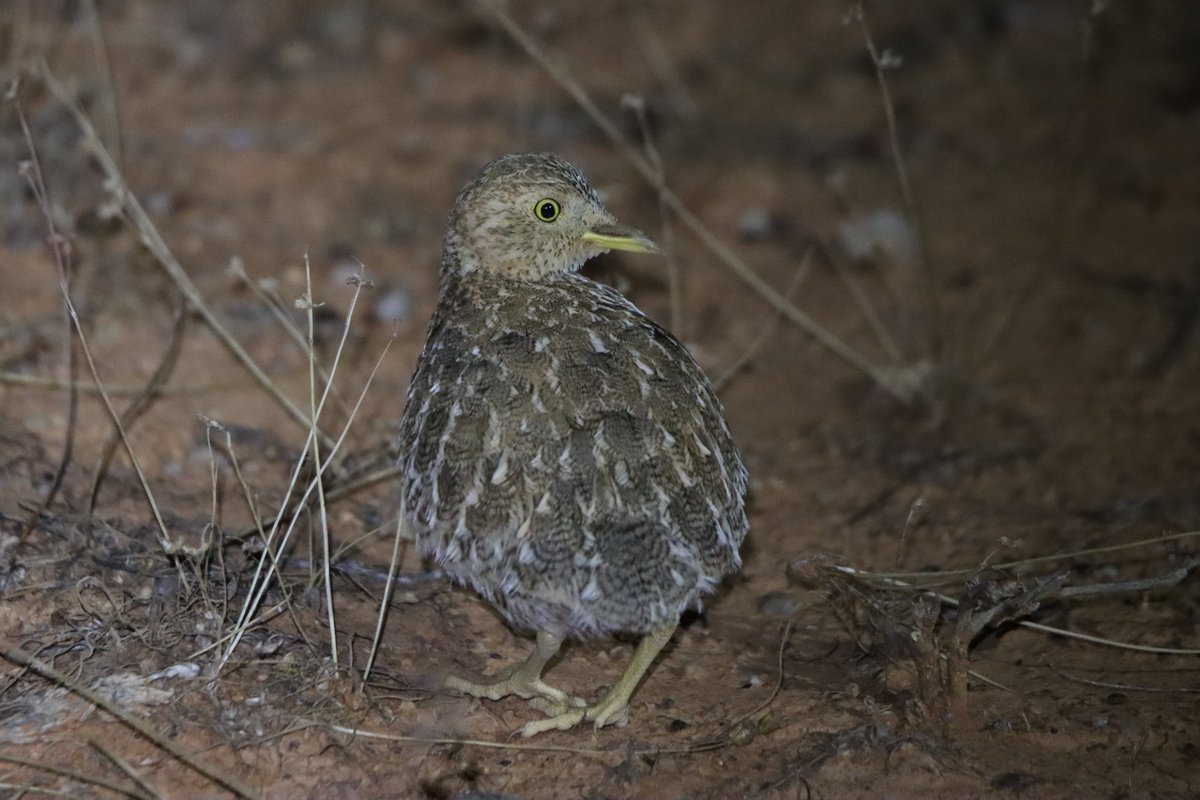 mikeletnic's tweet photo. Plains wanderer and thick-billed grasswren are the highlights of a field trip to north-east South Australia. @AdrianGFisher https://t.co/SWbFLGFxM5