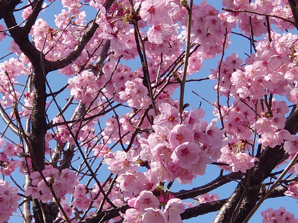 ヨウコウザクラというものだそうです。
よく聞くソメイヨシノと比べると濃いめの桜色ですね。
#なこむすめ 