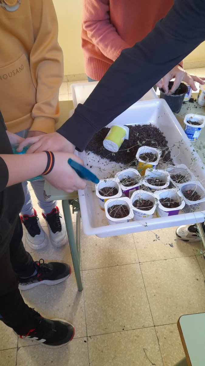 Twitsabel2's tweet photo. Ayer miércoles, 1°C y 1°D de #elIsabel pasaron su hora de tutoría trasplantado pequeñas plantas de perejil, berenjena y lentejas a macetas. #HuertIsabel @AvilaEducaJCYL https://t.co/bWHIdLc9UE