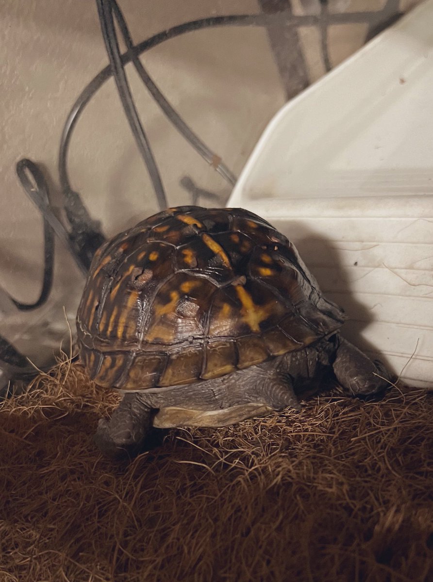 benben643's tweet image. 最近どんどん体重が増えていくー！！ムチムチになりますよーに。

#threetoedboxturtle #boxturtle #ミツユビハコガメ #爬虫類 #たぶん雄