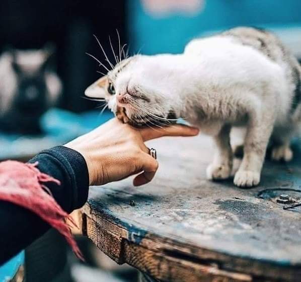 أن تكون محبوباً أهم من أن تكون عظيماً...💚🙏🏻