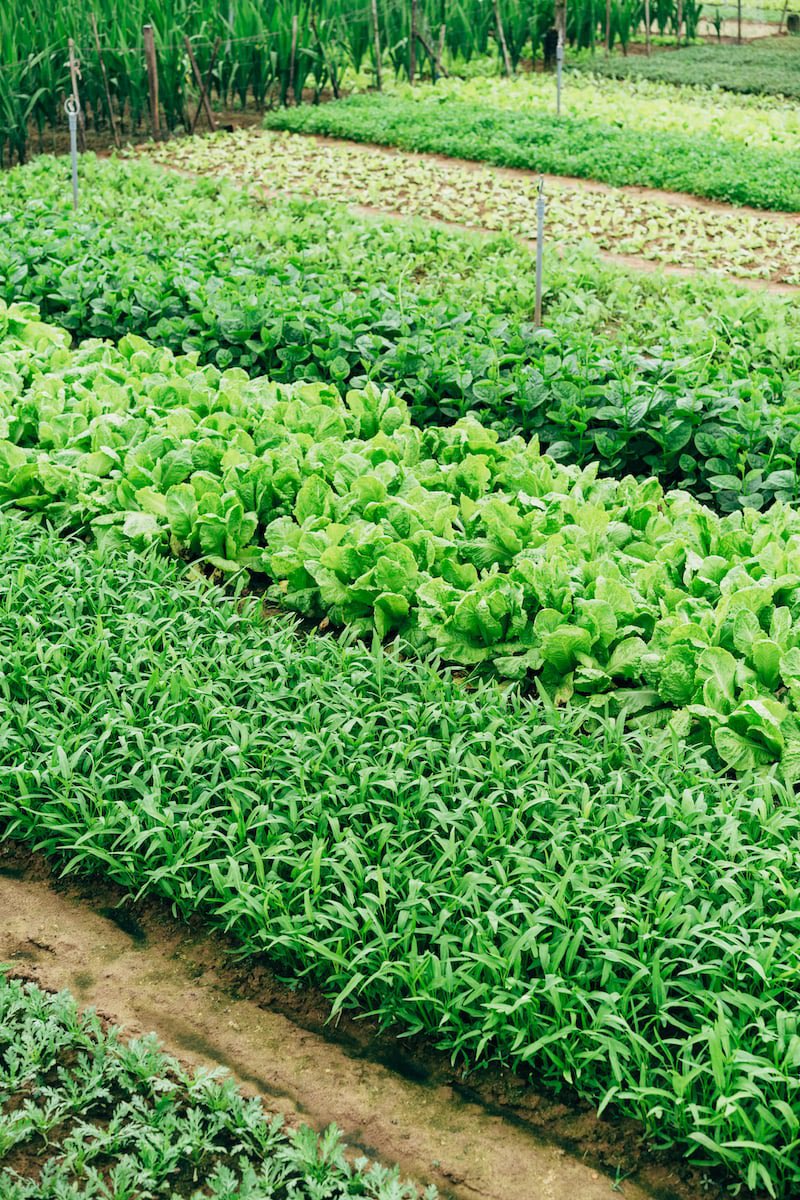 UzayisengaGerm1's tweet photo. How do you call this conservation farming method? https://t.co/tGouLZ8RSP