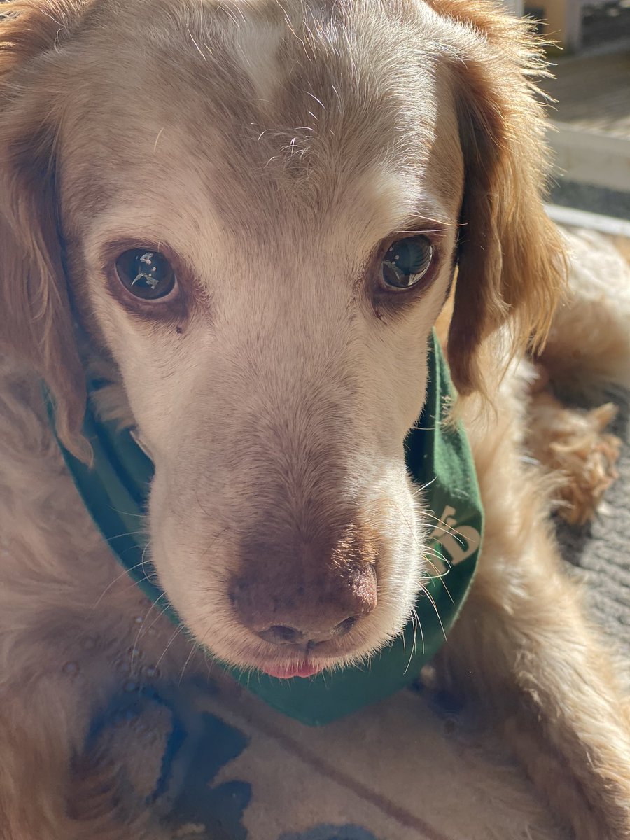 SpanielsSuper's tweet photo. @madcap_max 😳😳
My dream is to visit my beautiful, perfectly perfect Lady Iris ….. in any weather 💕💓💕💓💞💓 #RonnieLovesIris #BeautifulBretons #AdoptDontshop https://t.co/85uOSbXict