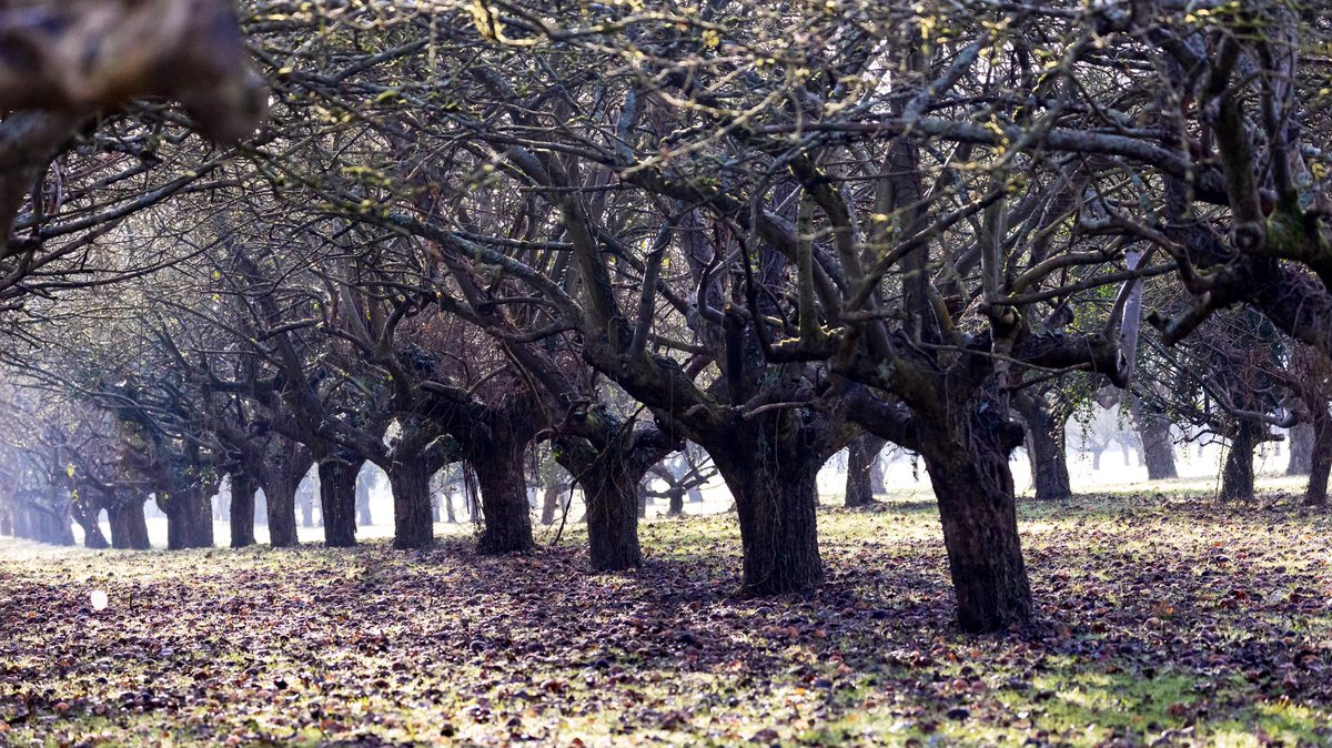 Joel Ashton 🍃🌳🍃 (@_joelashton) on Twitter photo After recent events in #Plymouth, I can’t actually believe this! There’s still time to help save 1000(!) trees and and an ANCIENT ORCHARD in #Cambridge. <a href="/CambsCC/">Cambridgeshire County Council</a> want to build a new bus road through these valuable habitats! Less than ONE WEEK LEFT. Please help <a href="/BonkersBusway/">Bonkers Busway Cambs</a>👇 After recent events in #Plymouth, I can’t actually believe this! There’s still time to help save 1000(!) trees and and an ANCIENT ORCHARD in #Cambridge. <a href="/CambsCC/">Cambridgeshire County Council</a> want to build a new bus road through these valuable habitats! Less than ONE WEEK LEFT. Please help <a href="/BonkersBusway/">Bonkers Busway Cambs</a>👇