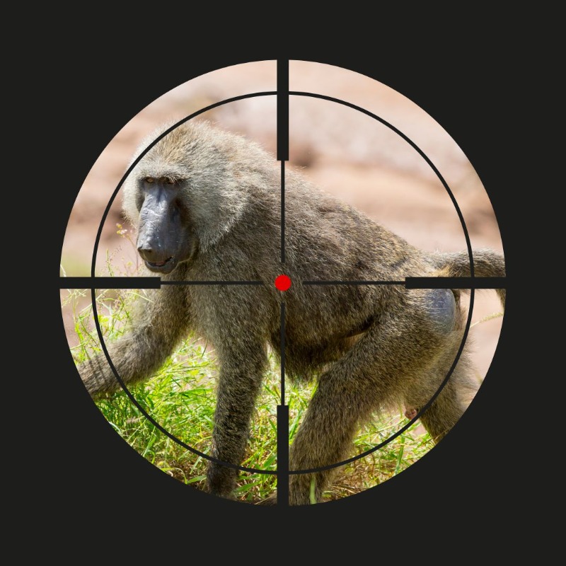 pasaprimates's tweet photo. African primates are being shot by trophy hunters for “fun” – but it’s time to end the cruelty. Add your name to protest hunting African primates! 👇
https://t.co/xm1oZs6nud