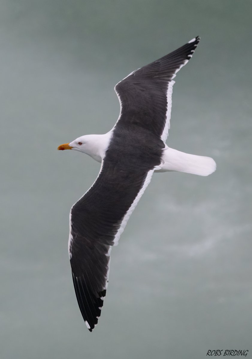 Robert Perez (@robbieaperez) on Twitter photo 2023-03-16 07:41:56 Lesser black-backed gull (Larus fuscus) this one seen back in February this year from Europa point (Gibraltar) #Gibraltar #BirdsSeenIn2023 @gonhsgib @BirdingRasta @GibraltarBirds @_BTO @ThinkingGreenGI @Natures_Voice @GibMarine #TwitterNatureCommunity @WildlifeMag @GibReserve Lesser black-backed gull (Larus fuscus) this one seen back in February this year from Europa point (Gibraltar) #Gibraltar #BirdsSeenIn2023 @gonhsgib @BirdingRasta @GibraltarBirds @_BTO @ThinkingGreenGI @Natures_Voice @GibMarine #TwitterNatureCommunity @WildlifeMag @GibReserve