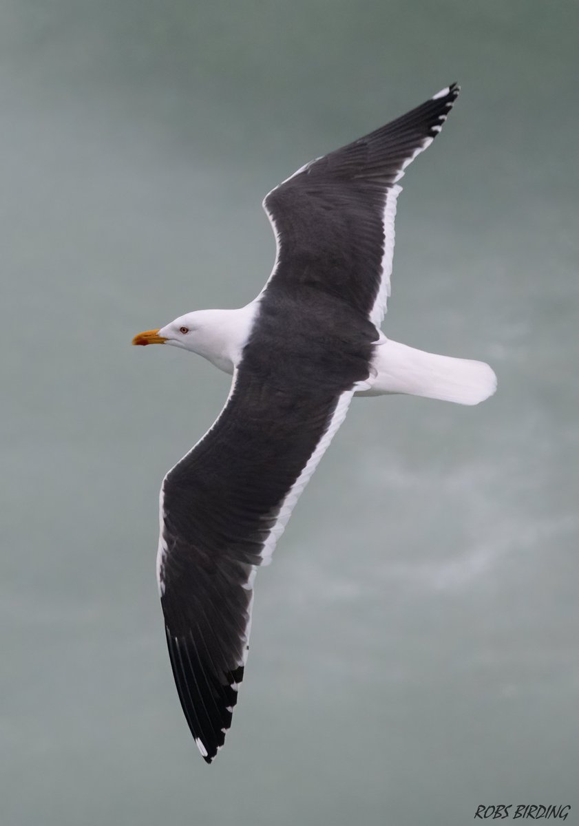 Lesser black-backed gull (Larus fuscus) this one seen back in February this year from Europa point (Gibraltar) #Gibraltar #BirdsSeenIn2023 @gonhsgib @BirdingRasta @GibraltarBirds @_BTO @ThinkingGreenGI @Natures_Voice @GibMarine #TwitterNatureCommunity @WildlifeMag @GibReserve