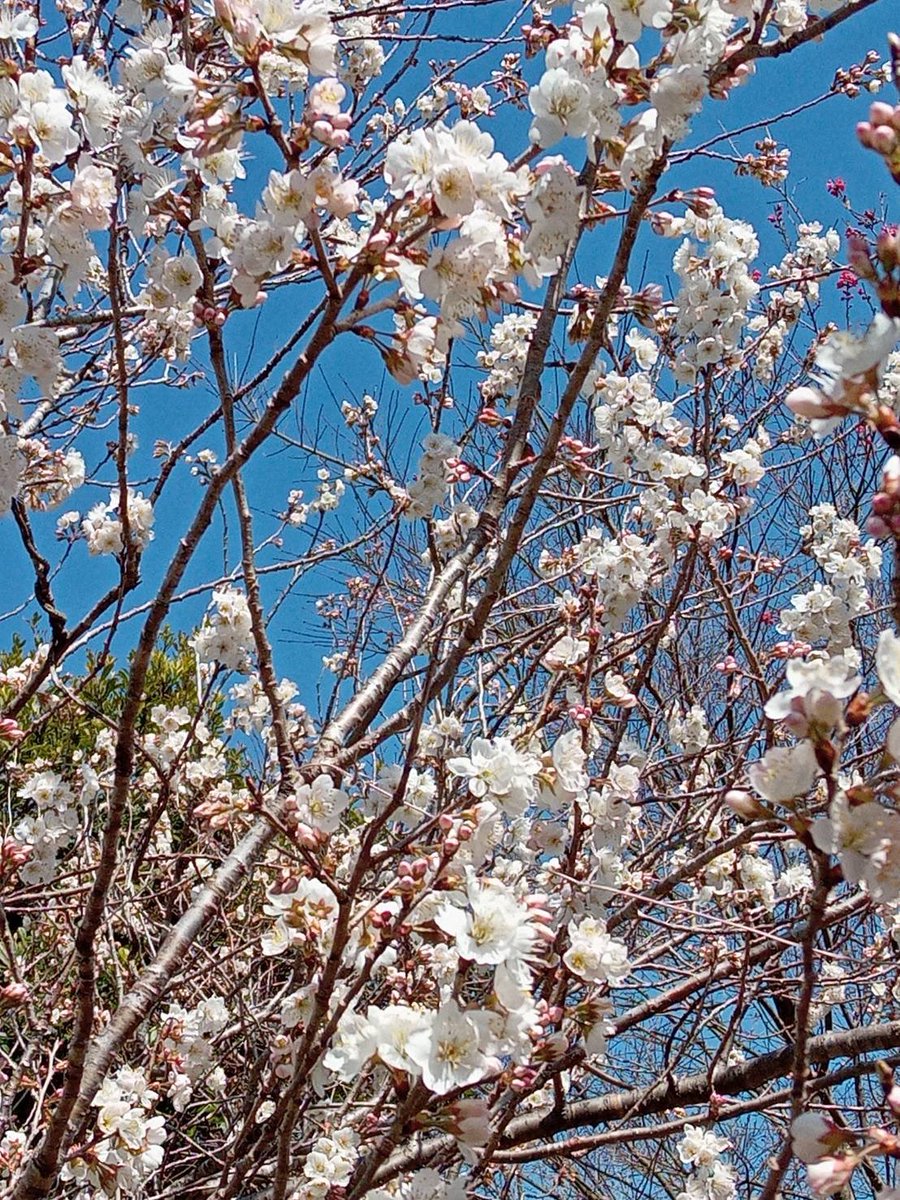 _momo_72's tweet photo. #桜の開花宣言 https://t.co/ZevnMSSYZQ