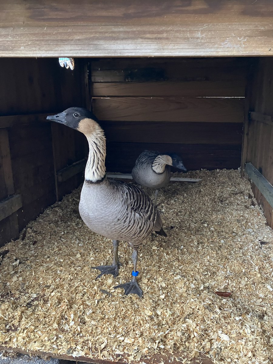 STILL MISSING Please share. Help me find Bob and Marley, my hugely missed boys. They are Hawaiian Nene geese, rare, unusual. Stolen from Bisham, Marlow, Bucks on Fri 20/1/23. Reward for safe return. 07766026345. Please share. #PetTheftAwarenessWeek #findBobMarley