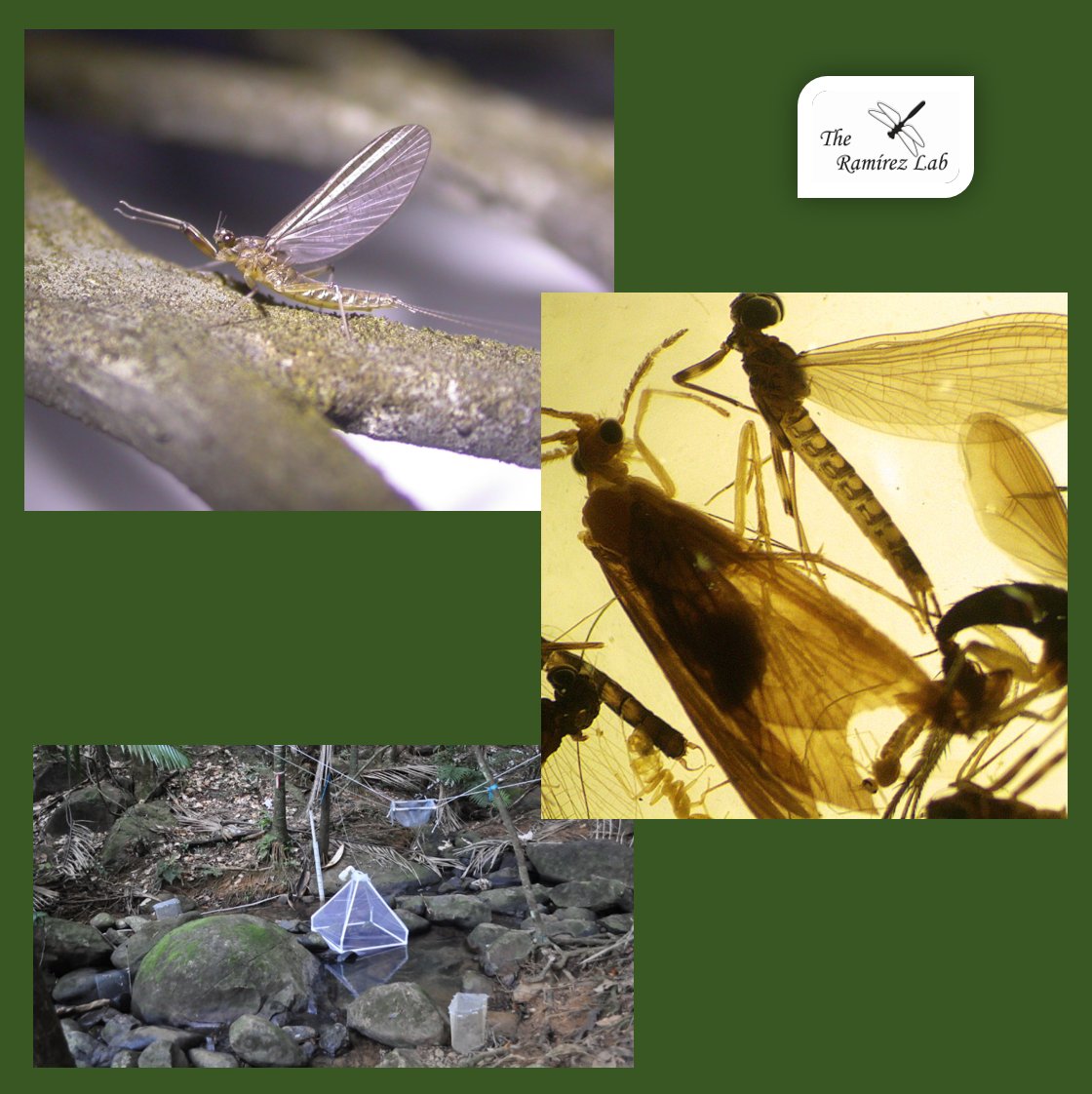 ARamirezLab's tweet photo. Aquatic insect emergence in Puerto Rico. One more sampling date in our long-term project. Assessing an important linkage between aquatic and terrestrial ecosystems. #PuertoRico #StreamFRE https://t.co/oCmvGZ56wJ