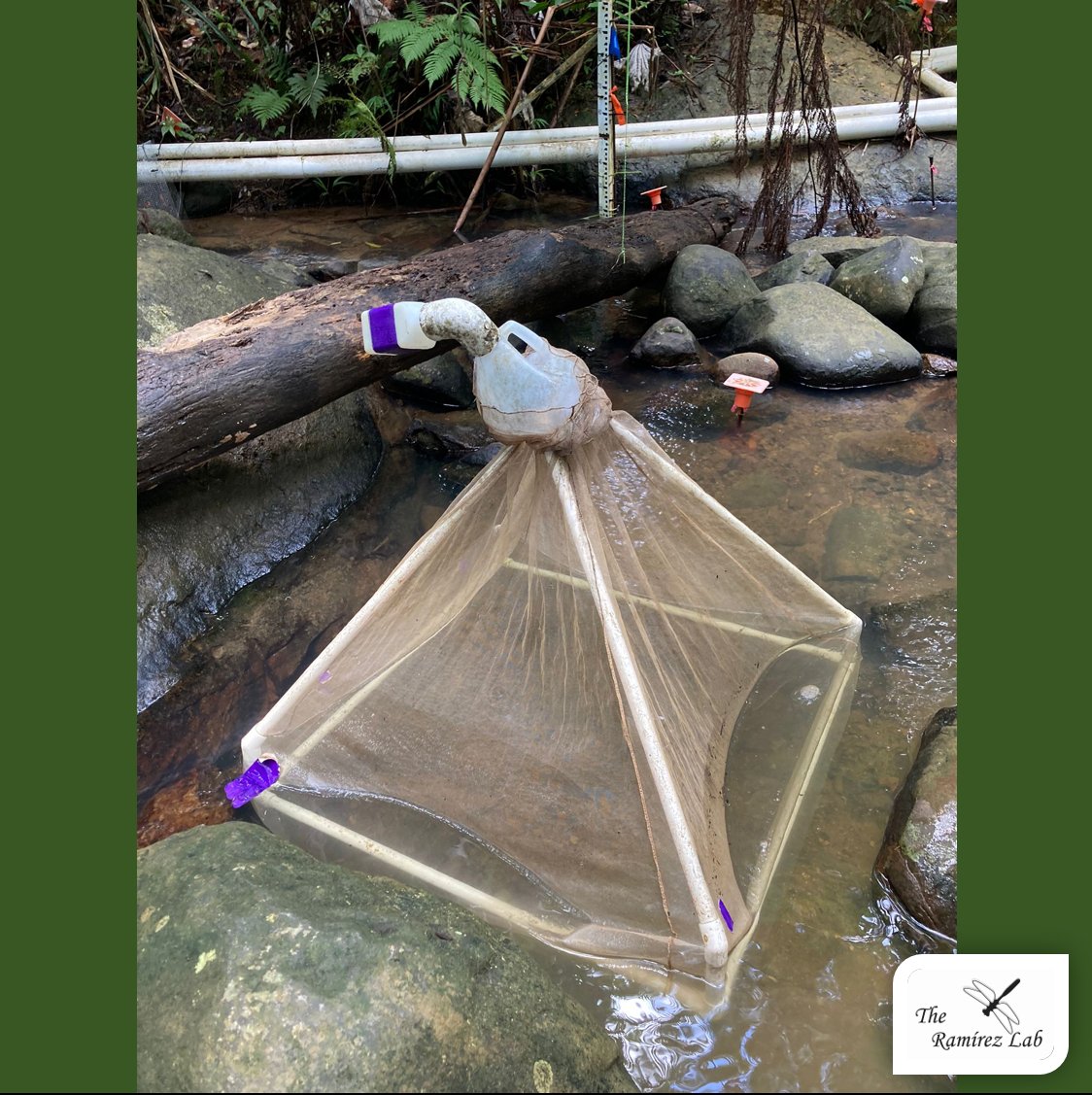 ARamirezLab's tweet photo. Aquatic insect emergence in Puerto Rico. One more sampling date in our long-term project. Assessing an important linkage between aquatic and terrestrial ecosystems. #PuertoRico #StreamFRE https://t.co/oCmvGZ56wJ