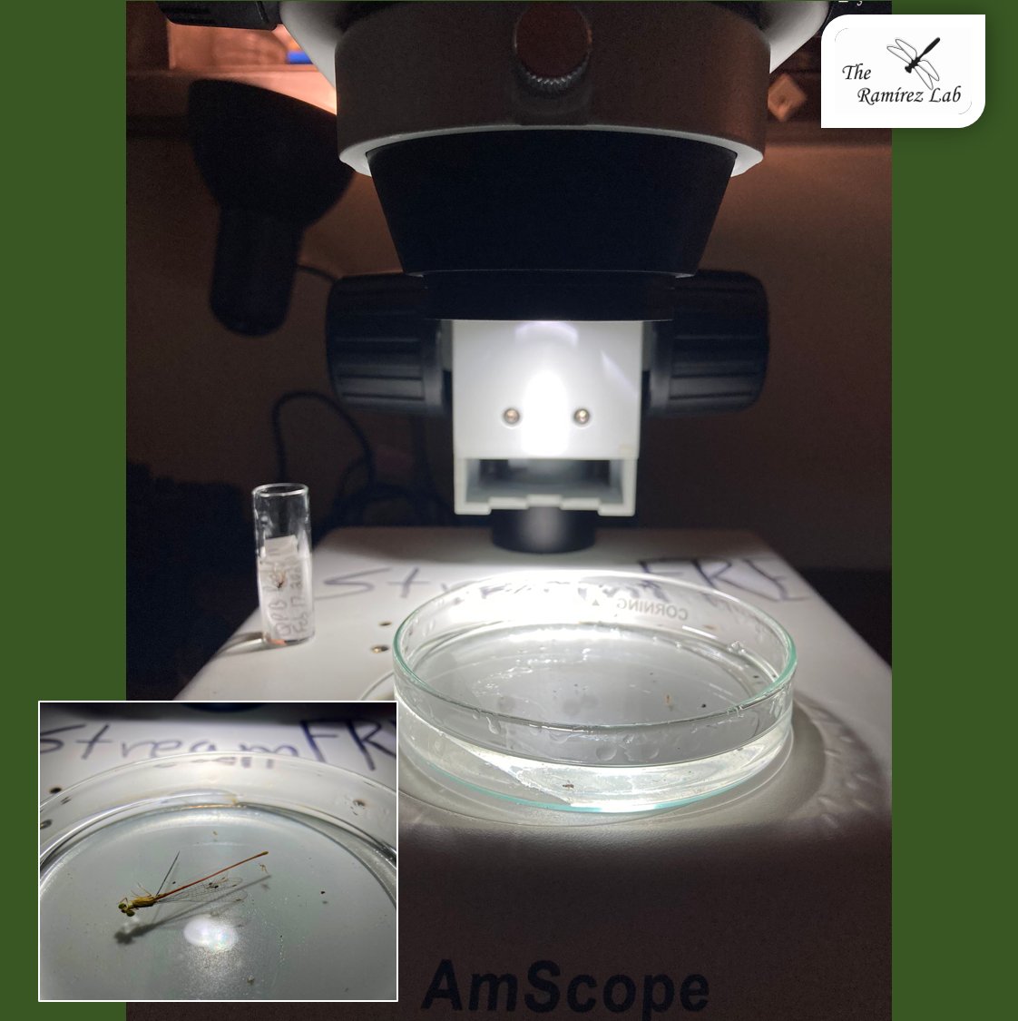 ARamirezLab's tweet photo. Aquatic insect emergence in Puerto Rico. One more sampling date in our long-term project. Assessing an important linkage between aquatic and terrestrial ecosystems. #PuertoRico #StreamFRE https://t.co/oCmvGZ56wJ
